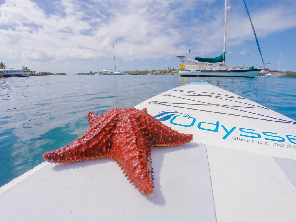 Green Turtle Club Resort & Marina Green Turtle Cay Extérieur photo